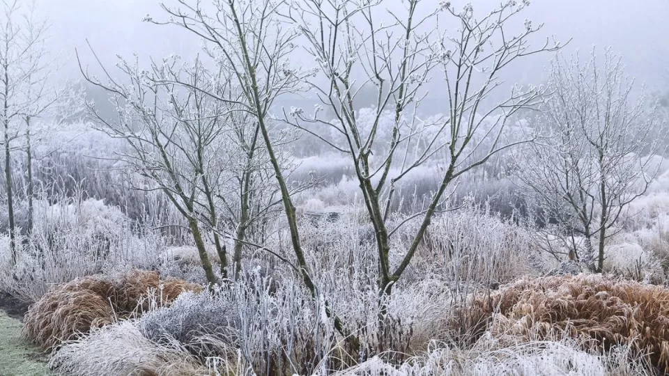Afbeelding Beplantingsplan: een winterborder van Piet Oudolf