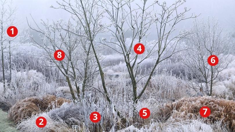 Beplantingsplan: een winterborder van Piet Oudolf