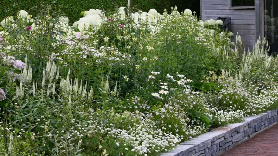 Afbeelding Beplantingsplan: zo bloeit een witte border van mei tot oktober
