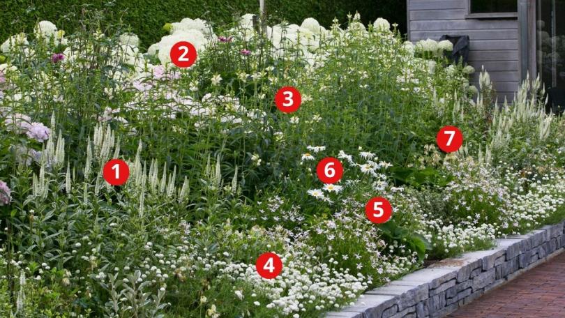 Beplantingsplan: zo bloeit een witte border van mei tot oktober
