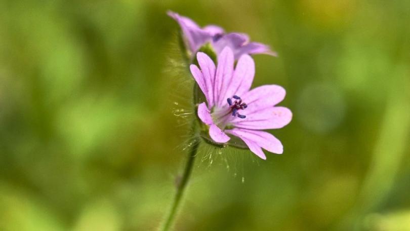 Wilde ooievaarsbek zaaien: drie soorten voor een tuin vol insecten