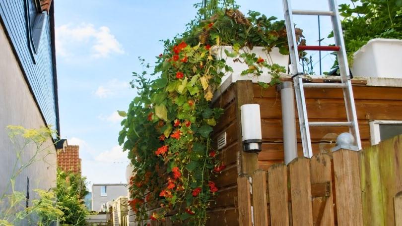 Mijn moestuin ligt op het dak van de schuur