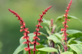 De beste 6 salvia’s voor je tuin