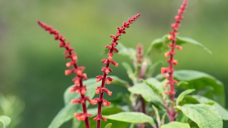 Afbeelding De beste 6 salvia’s voor je tuin