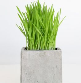 Vierkante plantenbak van beton