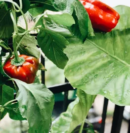 Paprika kweken, verzorgen en oogsten