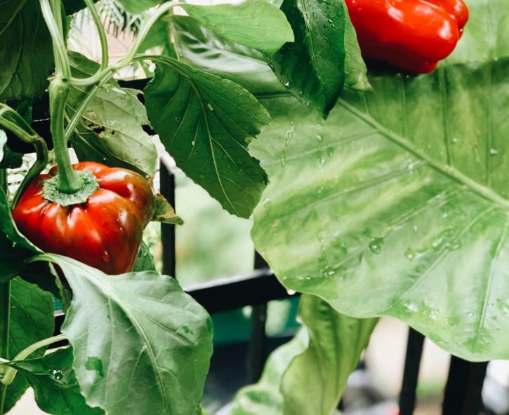 Paprika kweken, verzorgen en oogsten