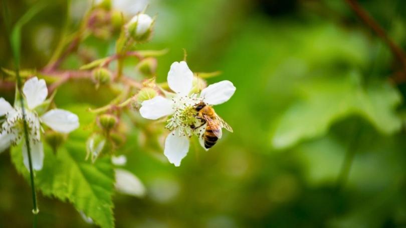 Fruit kweken in een pot: geen tuin nodig, wel eigen oogst
