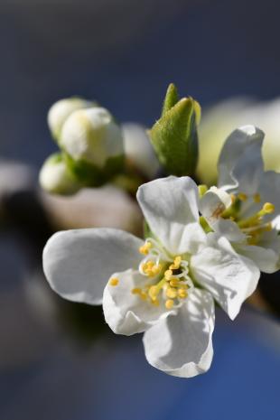 Meer bestuivers in de moestuin, maar zonder rommel: zo doe je dat