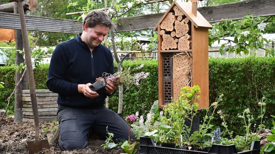 Afbeelding Meer bestuivers in de moestuin, maar zonder rommel: zo doe je dat