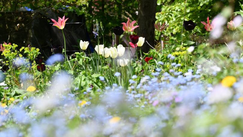 Meer bestuivers in de moestuin, maar zonder rommel: zo doe je dat