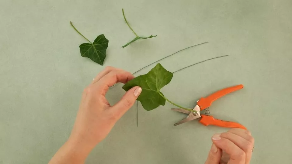 Afbeelding Blad op draad: zo geef je klimopblad stevigheid en richting