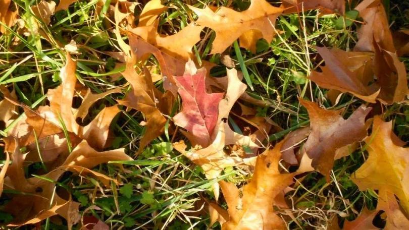 Wat doe je met al dat herfstblad? Maak er bladaarde van