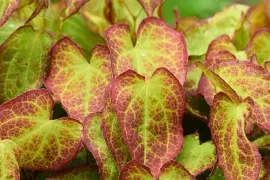 Bladplanten: de stille kracht van de schaduwtuin