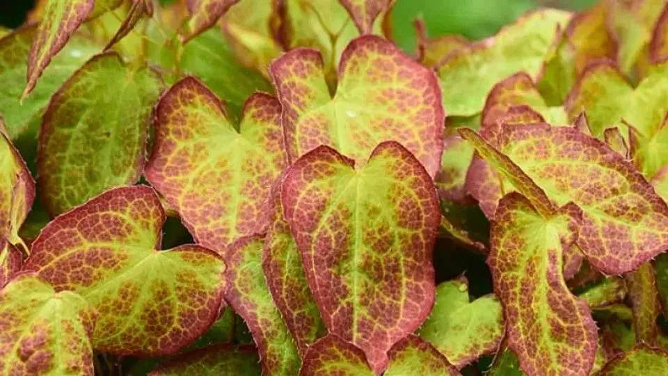 Afbeelding Bladplanten: de stille kracht van de schaduwtuin