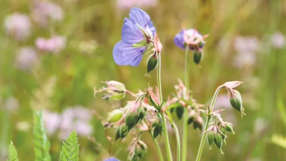 Afbeelding Wilde ooievaarsbek zaaien: drie soorten voor een tuin vol insecten