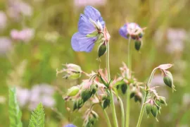 Wilde ooievaarsbek zaaien: drie soorten voor een tuin vol insecten