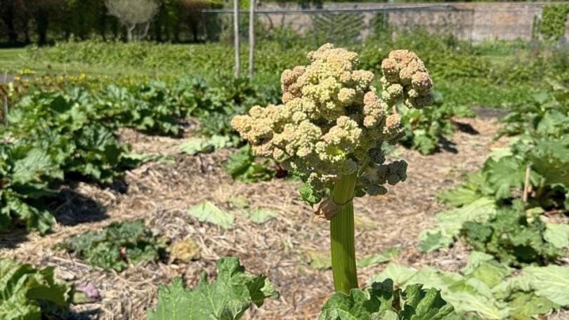 Rabarber in de tuin: zo plant en verzorg je ‘m