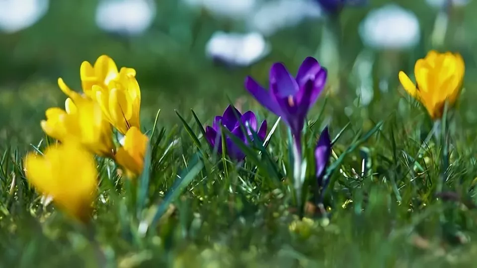 Afbeelding Een lentefeest in je gazon: nu bollen planten in het gras
