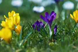 Een lentefeest in je gazon: nu bollen planten in het gras