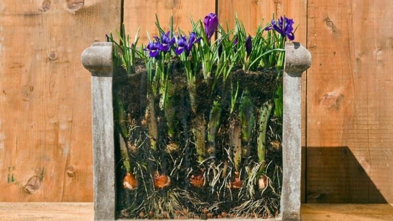 Bloembollen planten: 10 vragen, 10 antwoorden