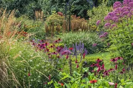 Honderden zinnia’s in één border: John zaait ze allemaal zelf