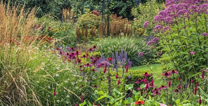 Honderden zinnia’s in één border: John zaait ze allemaal zelf