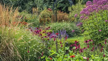 Honderden zinnia’s in één border: John zaait ze allemaal zelf