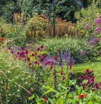 Honderden zinnia’s in één border: John zaait ze allemaal zelf