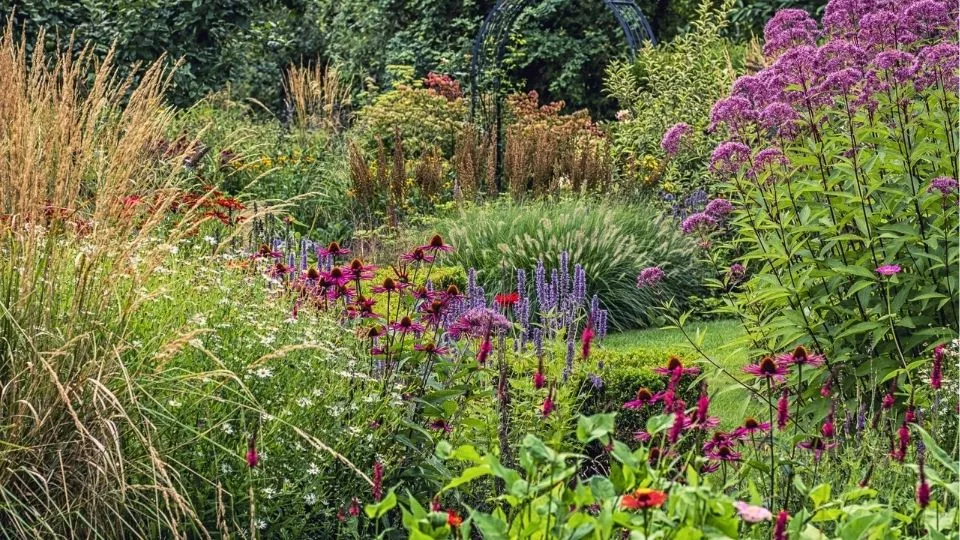 Afbeelding Honderden zinnia’s in één border: John zaait ze allemaal zelf