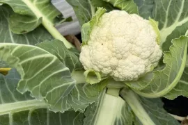 Weeuwenteelt: de vroegste bloemkool van het seizoen