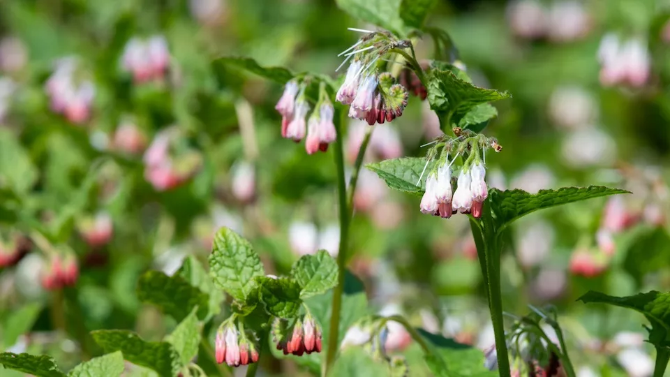 Afbeelding De beste bodembedekkers voor biodiversiteit