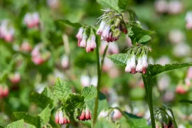 De beste bodembedekkers voor biodiversiteit