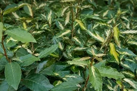 Wordt je bonte plant groen? Snoei op tijd