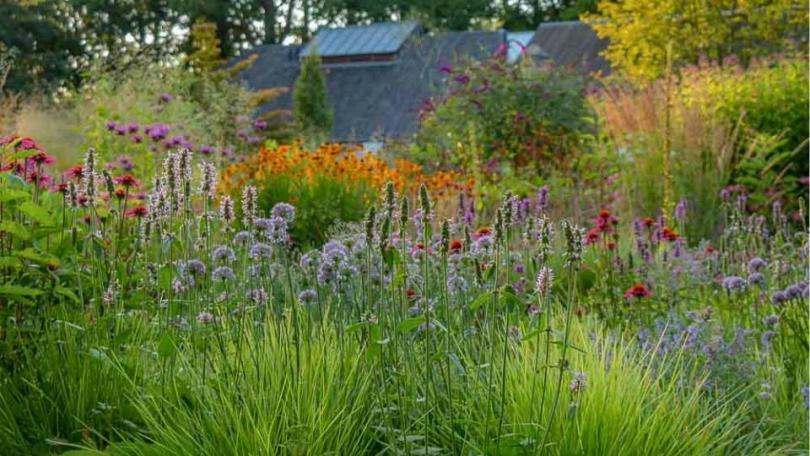 Honderden zinnia’s in één border: John zaait ze allemaal zelf
