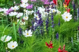 Cosmea als ster van je border: een beplantingsplan