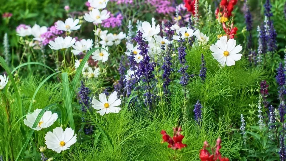 Afbeelding Cosmea als ster van je border: een beplantingsplan