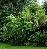 Beplantingsplan: een jungletuin vol bananenplanten en bladplanten