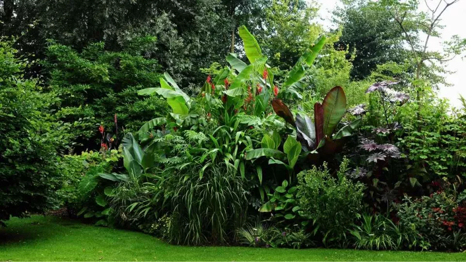 Afbeelding Beplantingsplan: een jungletuin vol bananenplanten en bladplanten