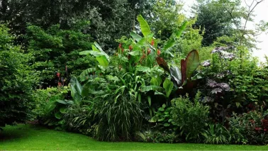 Beplantingsplan: een jungletuin vol bananenplanten en bladplanten