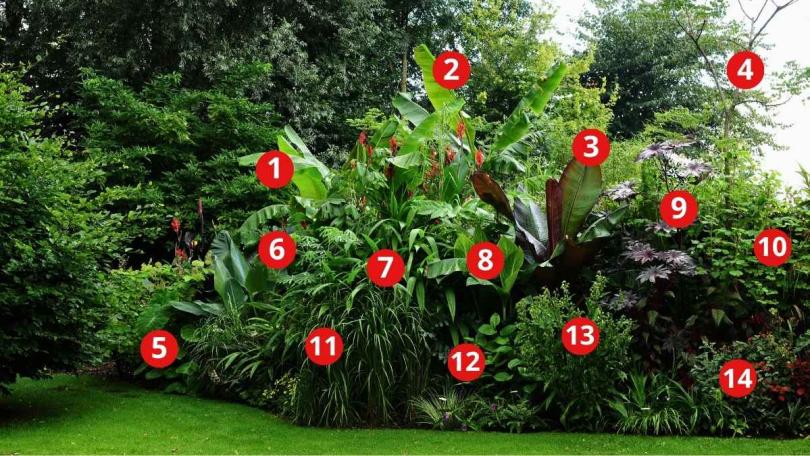 Beplantingsplan: een jungletuin vol bananenplanten en bladplanten