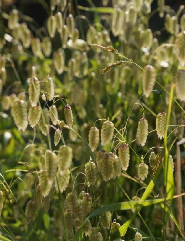 Bloemen zaaien: deze eenjarigen zaai je al vroeg