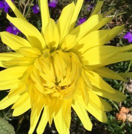 Dahlia