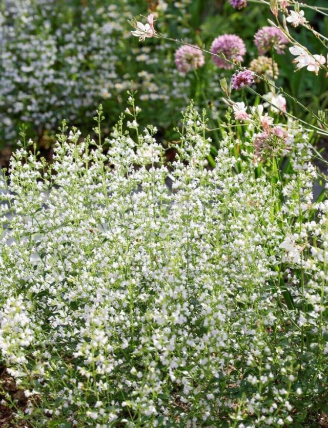 Zelf vaste planten zaaien: bergsteentijm, teunisbloem, anemoon en zeelavas