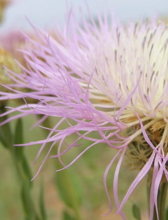 Zelf korenbloemen zaaien: succes en bewondering gegarandeerd