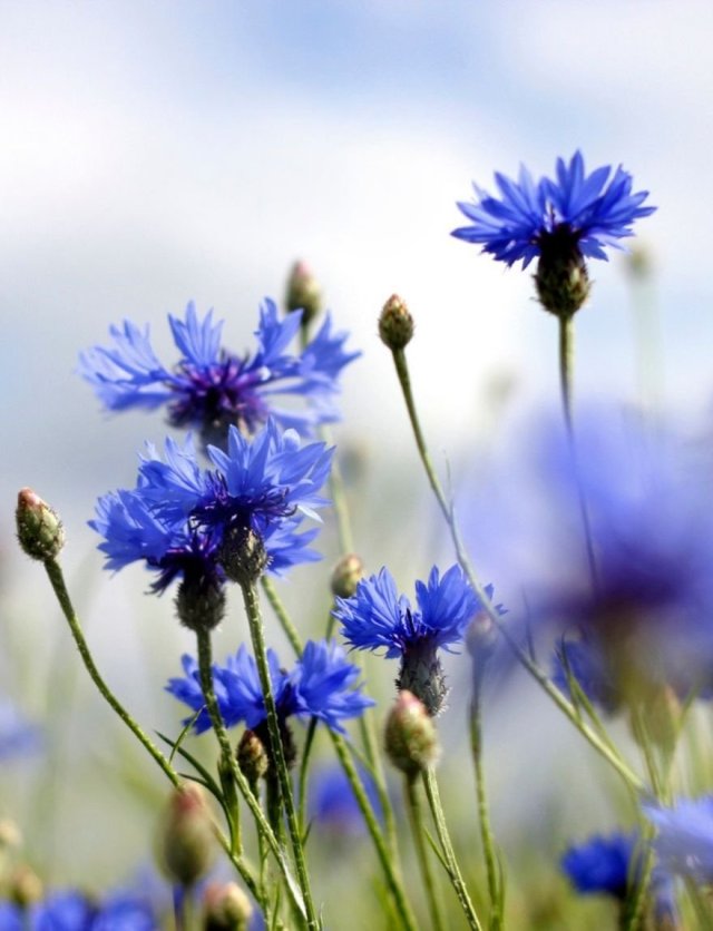 Zelf korenbloemen zaaien: succes en bewondering gegarandeerd