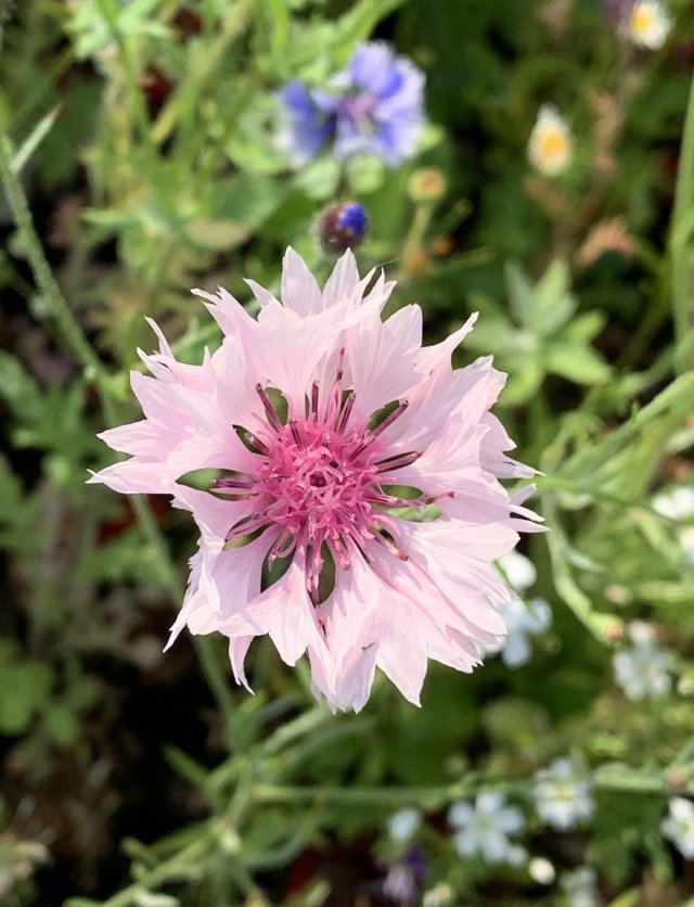 Zelf korenbloemen zaaien: succes en bewondering gegarandeerd