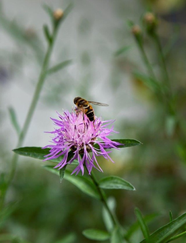 Inheemse korenbloemen in de tuin: de bijen volgen vanzelf