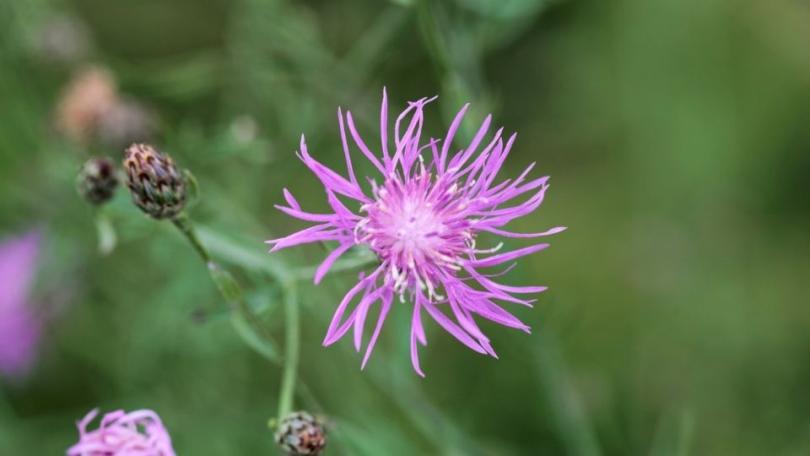 Inheemse korenbloemen in de tuin: de bijen volgen vanzelf