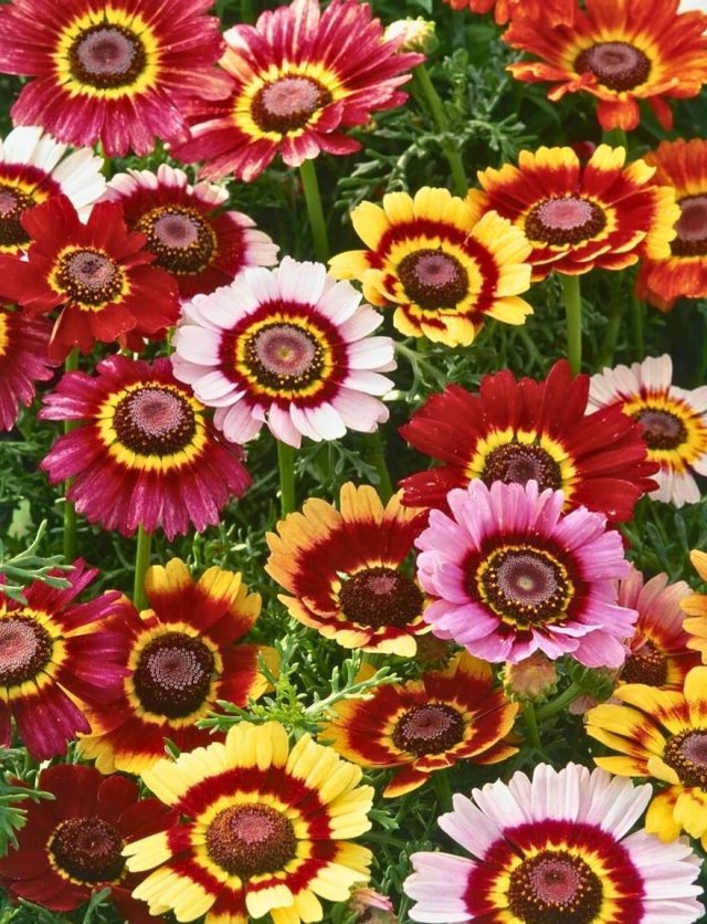 Bloemen zaaien: deze eenjarigen zaai je al vroeg